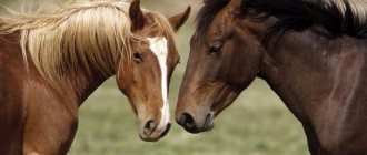 Характерные особенности каурой масти лошади