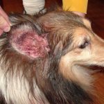 A characteristic sign of a dog being infected with the Malassezia fungus is otitis media.