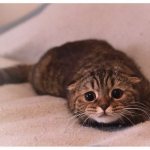 Chemical burns in cats