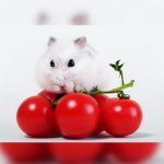 Hamster and tomatoes