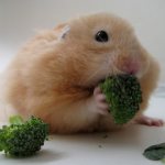 Hamster eats cabbage