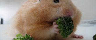 Hamster eats cabbage