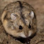 Campbell&#39;s hamster: what it looks like, how long it lives, how to distinguish it from a dwarf hamster, how to care for it and what to feed it