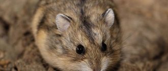 Campbell&#39;s hamster: what it looks like, how long it lives, how to distinguish it from a dwarf hamster, how to care for it and what to feed it