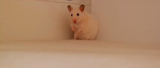 Hamster sits in the corner while walking around the house.