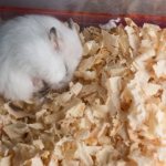 Hamsters hibernating at home