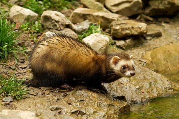 Ferret by the pond