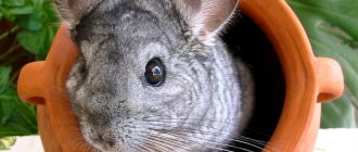 toys for chinchillas