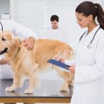Иммуномодуляторы для собак: список препаратов - советы и рекомендации о здоровье на AllMedNews.ru