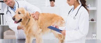 Immunomodulators for dogs: list of drugs - tips and recommendations about health on AllMedNews.ru