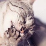 Интересные факты о том почему коты так часто умываются