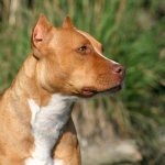 Origin History - American Pit Bull Terrier