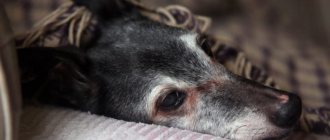 Изменение в поведении собаки - повод обратиться к ветеринару