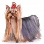 Yorkshire Terrier history