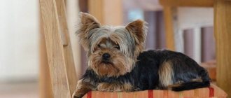 Yorkshire Terrier lying on a chair