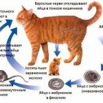 Как глисты попадают в организм кошки.jpg