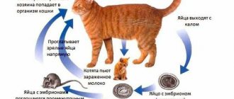 How worms enter a cat&#39;s body.jpg