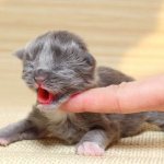 How to feed a newborn kitten without a cat