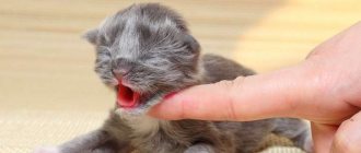 Как кормить новорожденного котёнка без кошки