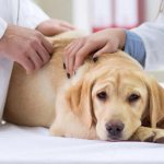 How to treat inflammation of a lymph node in a dog