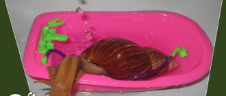 how to wash an African snail