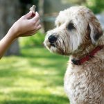 How to teach your dog commands