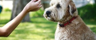 How to teach your dog commands