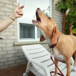 How to teach a dog a voice command