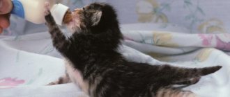 how to determine the sex of a newborn kitten photo