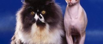 Как определить породу кошки - Усатый-полосатый