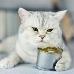 как откормить кота или кошку