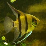 how to distinguish a female from a male angelfish