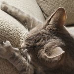 Как отучить кота драть мебель и обои