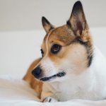 Как отучить собаку гадить на кровать