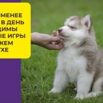 How to choose the best food for a husky puppy