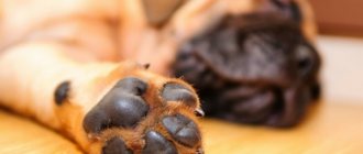 how to trim a dog&#39;s nails at home
