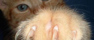 How to trim a cat&#39;s claws
