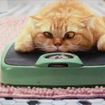 Как похудеть кошке