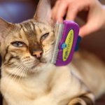 How to use a furminator for cats