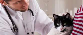 Как правильно подготовить кошку к стерилизации