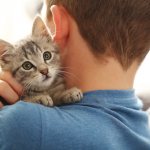How to choose the right kitten