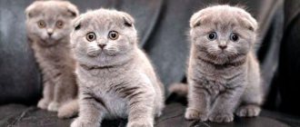 How to choose the right Scottish Fold kitten