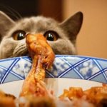 How to Prepare Healthy Homemade Cat Food