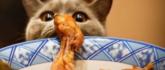 Как приготовить здоровую домашнюю еду для кошки