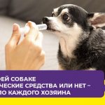 Как применять Веракол для собак: таблетки, капли, раствор для инъекций