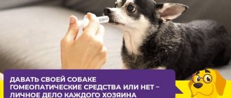 Как применять Веракол для собак: таблетки, капли, раствор для инъекций
