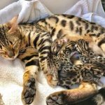 How to give birth to a cat correctly read the article