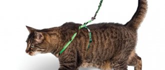 How to train a cat to wear a harness