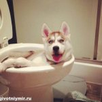 Как-приучить-щенка-к-туалету-2