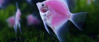 Как размножаются рыбы читайте статью